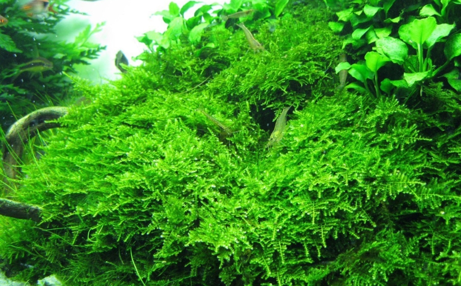 java moss